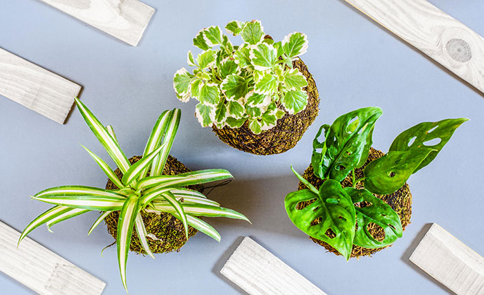 Plantas de interior decorativas por sus hojas