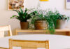Plantas de interior en la sala de estar