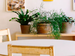Plantas de interior en la sala de estar