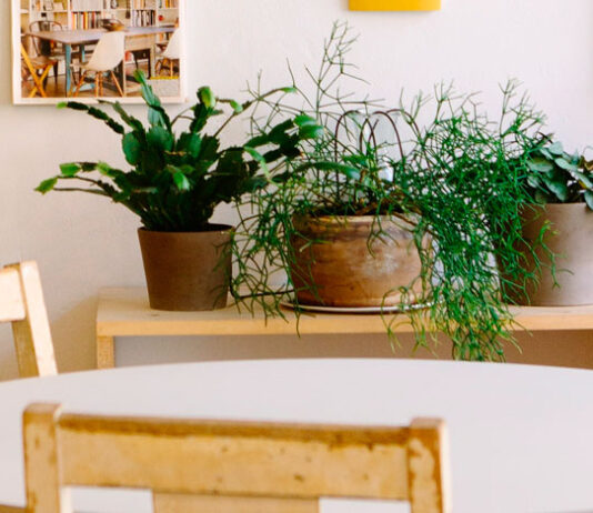 Plantas de interior en la sala de estar