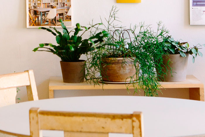 Plantas de interior en la sala de estar