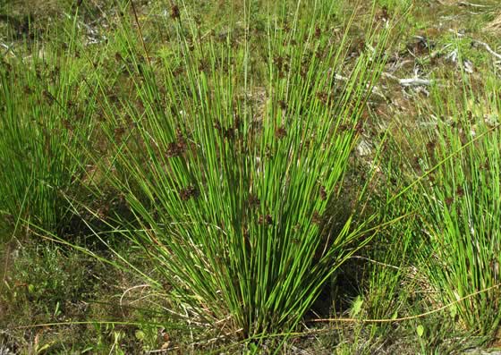 Plantas de Juncus effusus