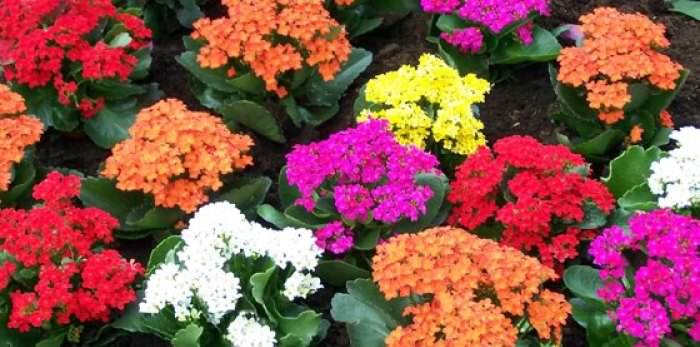 Plantas de Kalanchoe blossfeldiana