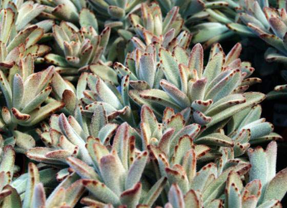 Kalanchoe tomentosa