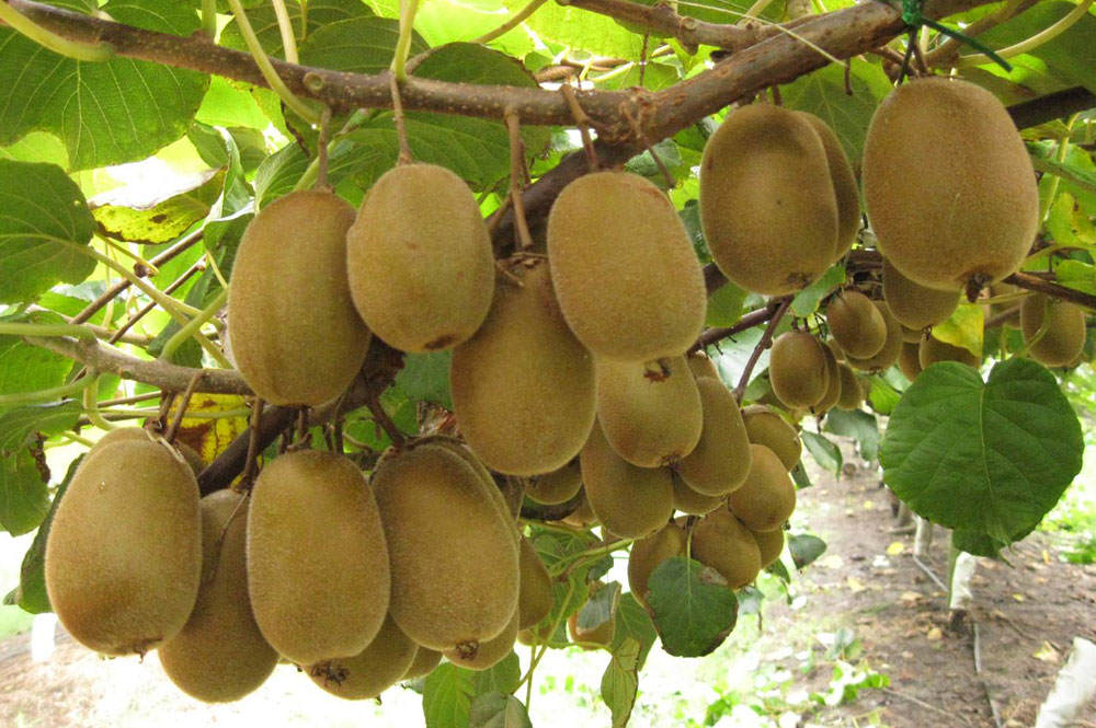 Plantas de kiwi con frutos