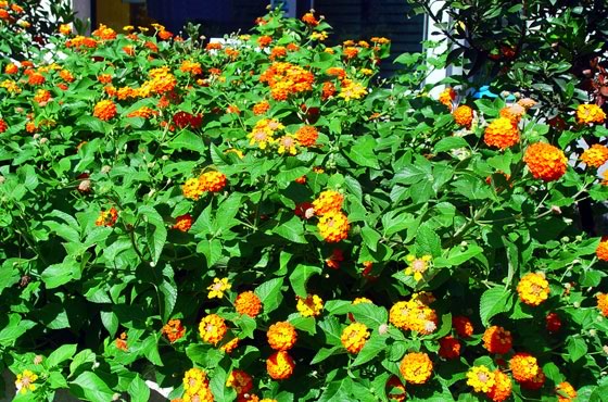 Lantana camara | Revista de Flores, Plantas, Jardinería, Paisajismo y Medio  ambiente