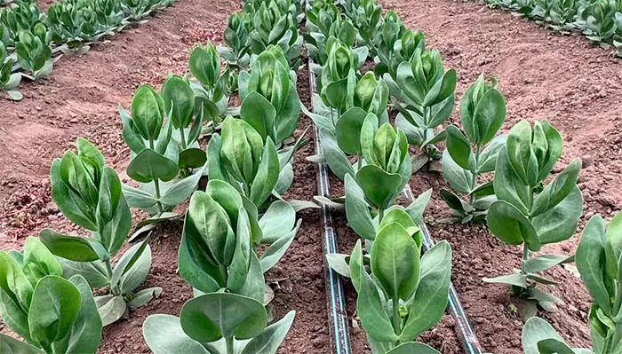 Plantas de Lisianthus en cultivo