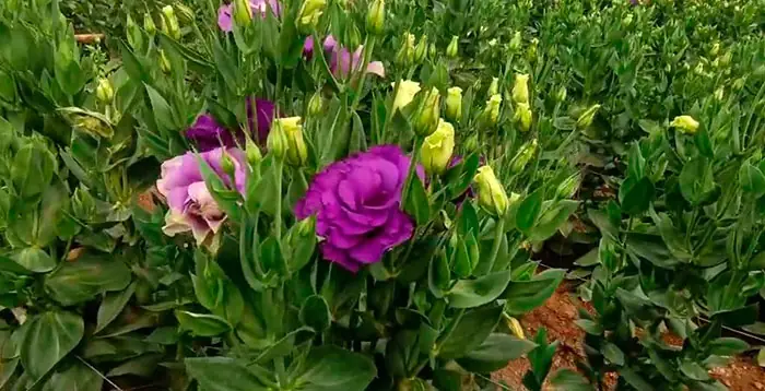 Plantas de Lisianthus