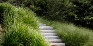 Plantas de Lomandra longifolia en el jardín