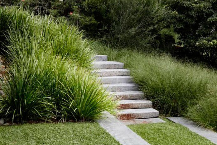 Plantas de Lomandra longifolia en el jardín