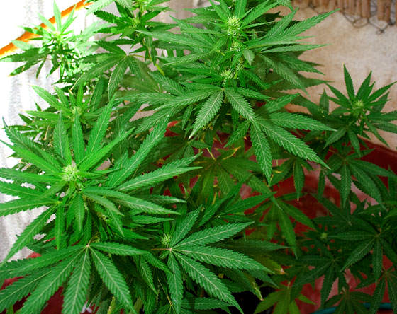 Plantas de Marihuana
