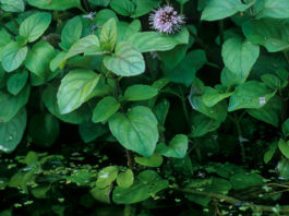 Plantas de Mentha aquatica en estanque