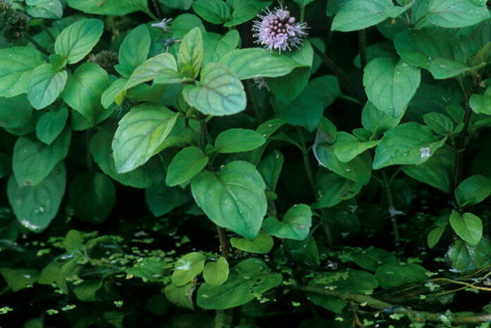 Plantas de Mentha aquatica en estanque