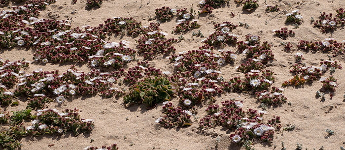 Plantas de Mesembryanthemum crystallinum en jardín