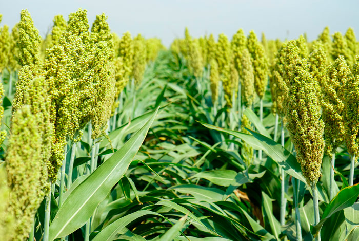 Recogida de envases vacíos agrícolas y ganaderos