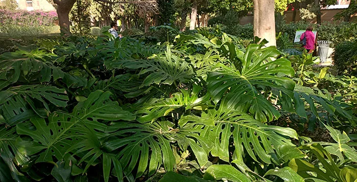 Plantas de Monstera deliciosa en los jardines