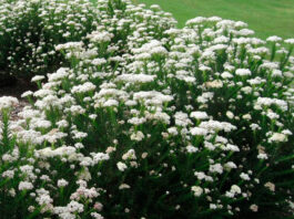 Plantas de Ozothamnus
