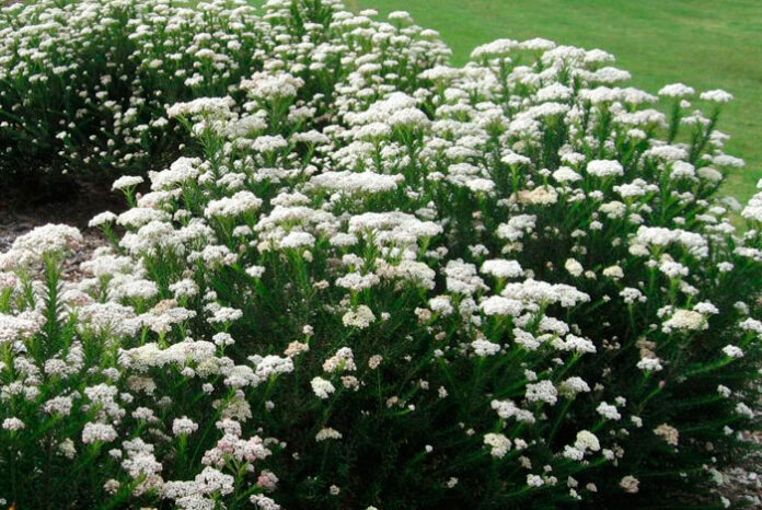 Plantas de Ozothamnus