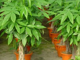 Pachira aquatica