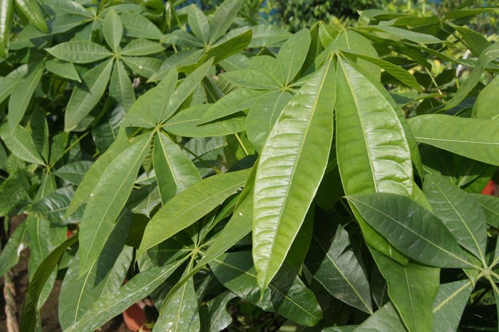 Plantas de Pachira aquatica