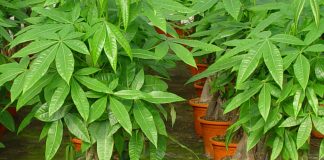 Pachira aquatica