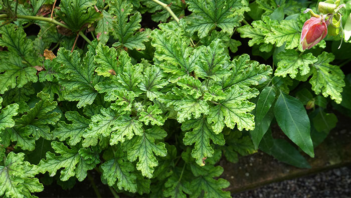 Plantas de Pelargonium quercifolium