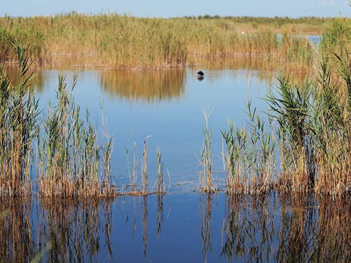 plantas de phragmites australis