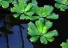Pistia stratiotes