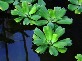 Pistia stratiotes