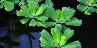 Pistia stratiotes