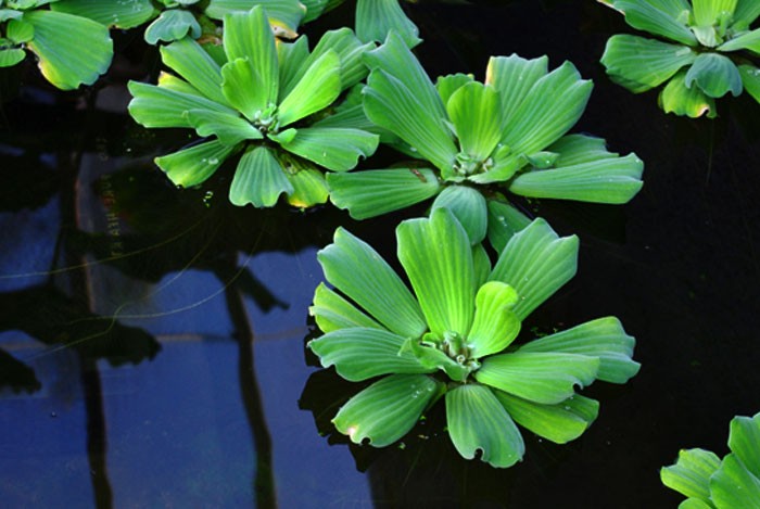 Plantas de Pistia stratiotes