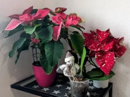 Cómo recuperar mi poinsettia después de la Navidad Cómo recuperar mi poinsettia después de la Navidad