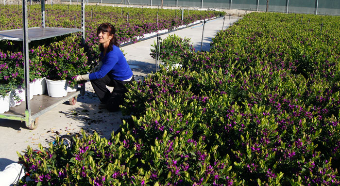 Plantas de Polygala myrtifolia