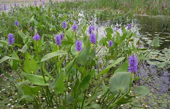 Plantas de Pontederia cordata