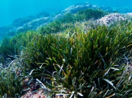 Posidonia oceanica en el mar Mediterráneo