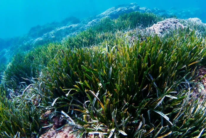 Posidonia oceanica en el mar Mediterráneo Posidonia oceanica en el mar Mediterráneo