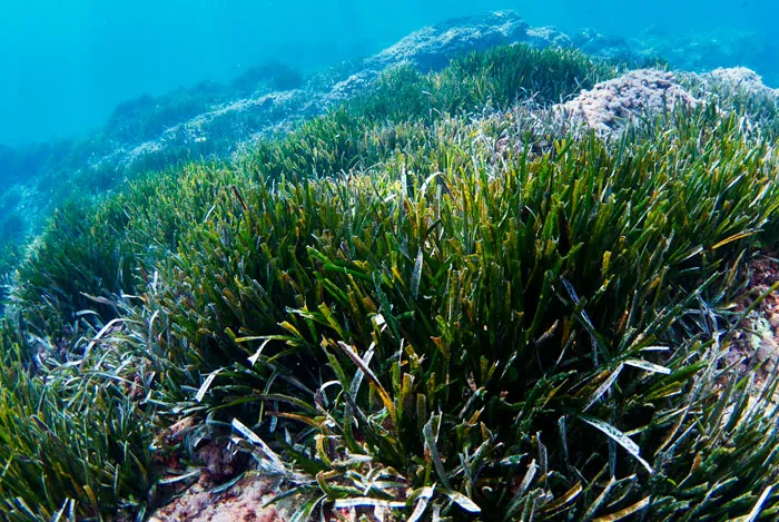 Posidonia oceanica en el mar Mediterráneo
