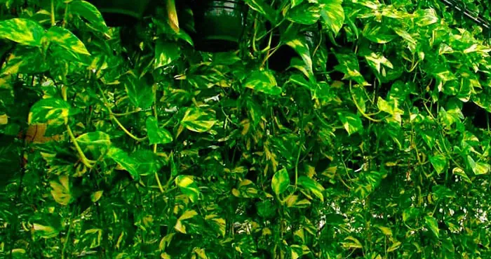 Plantas de poto o pothos Plantas de poto o pothos