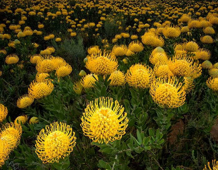 Plantas de Proteas en flor en su hábitat