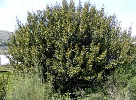 Rhamnus alaternus o Aladierno