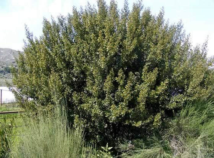 plantas de rhamnus alaternus
