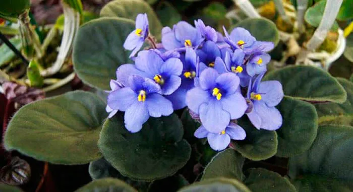 Plantas de Saintpaulia ionantha