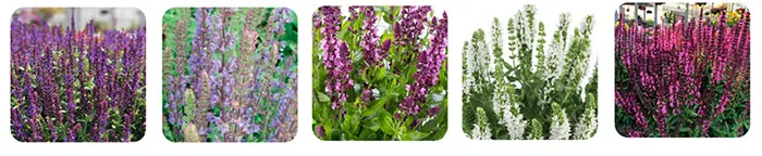 Plantas de Salvia nemorosa Plantas de Salvia nemorosa