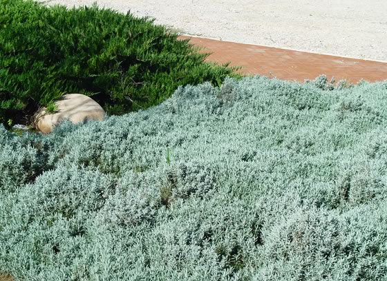 Santolina en jardín