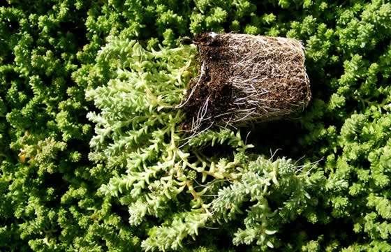 Plantas de Sedum acre