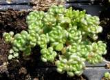 plantas de sedum oreganum