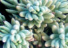 Plantas de Sedum sediforme en cultivo