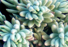 Plantas de Sedum sediforme en cultivo
