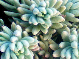 Plantas de Sedum sediforme en cultivo