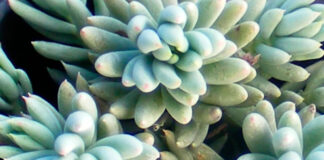 Plantas de Sedum sediforme en cultivo